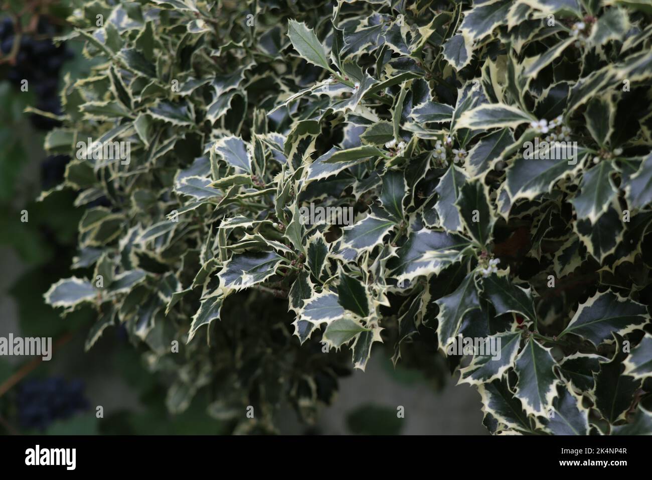 Branches of plant Holly or Ilex aquifolium Stock Photo