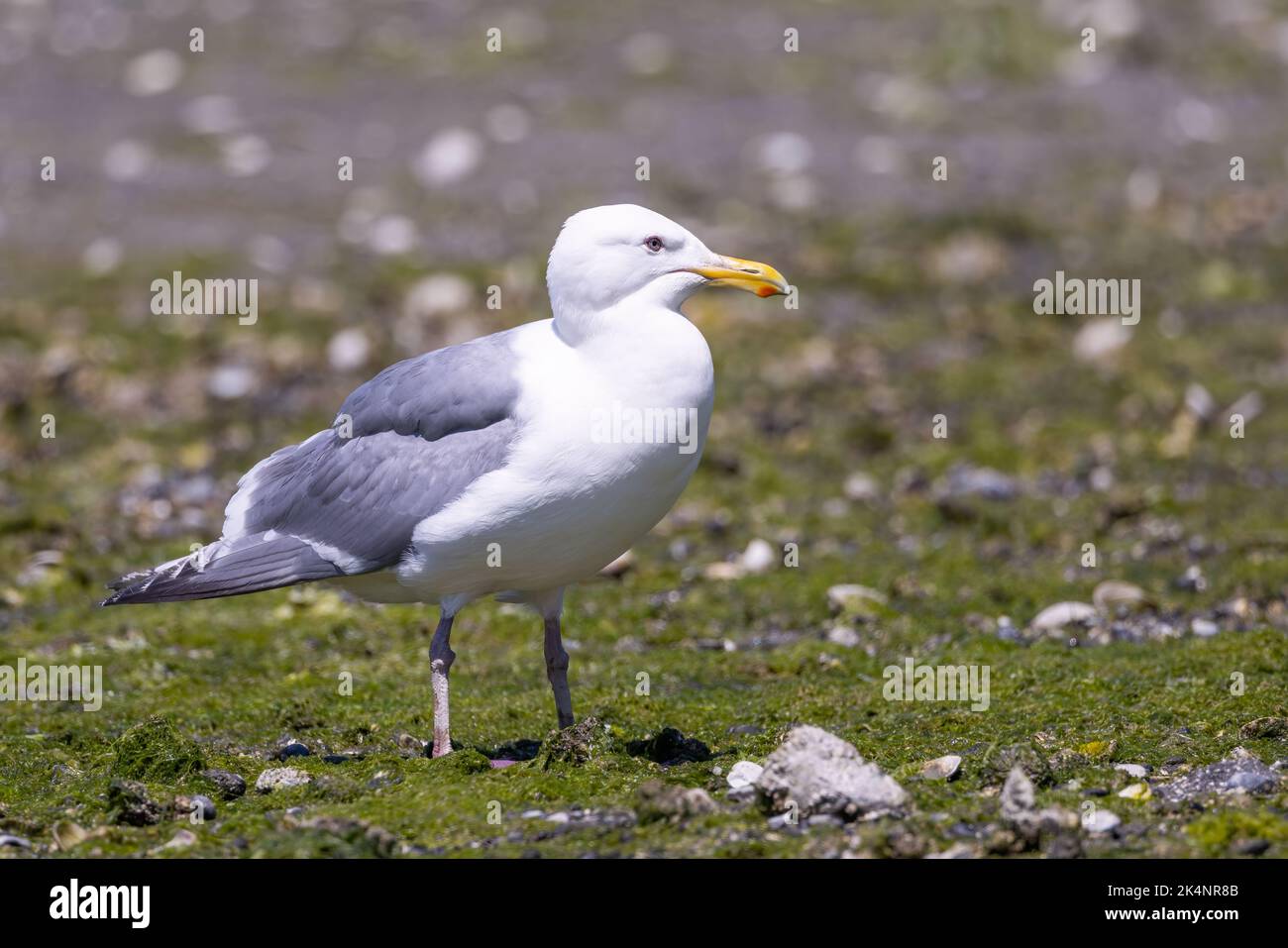 A glaucous-winged gull standing on the shore in Tracyton, Washington. Stock Photo