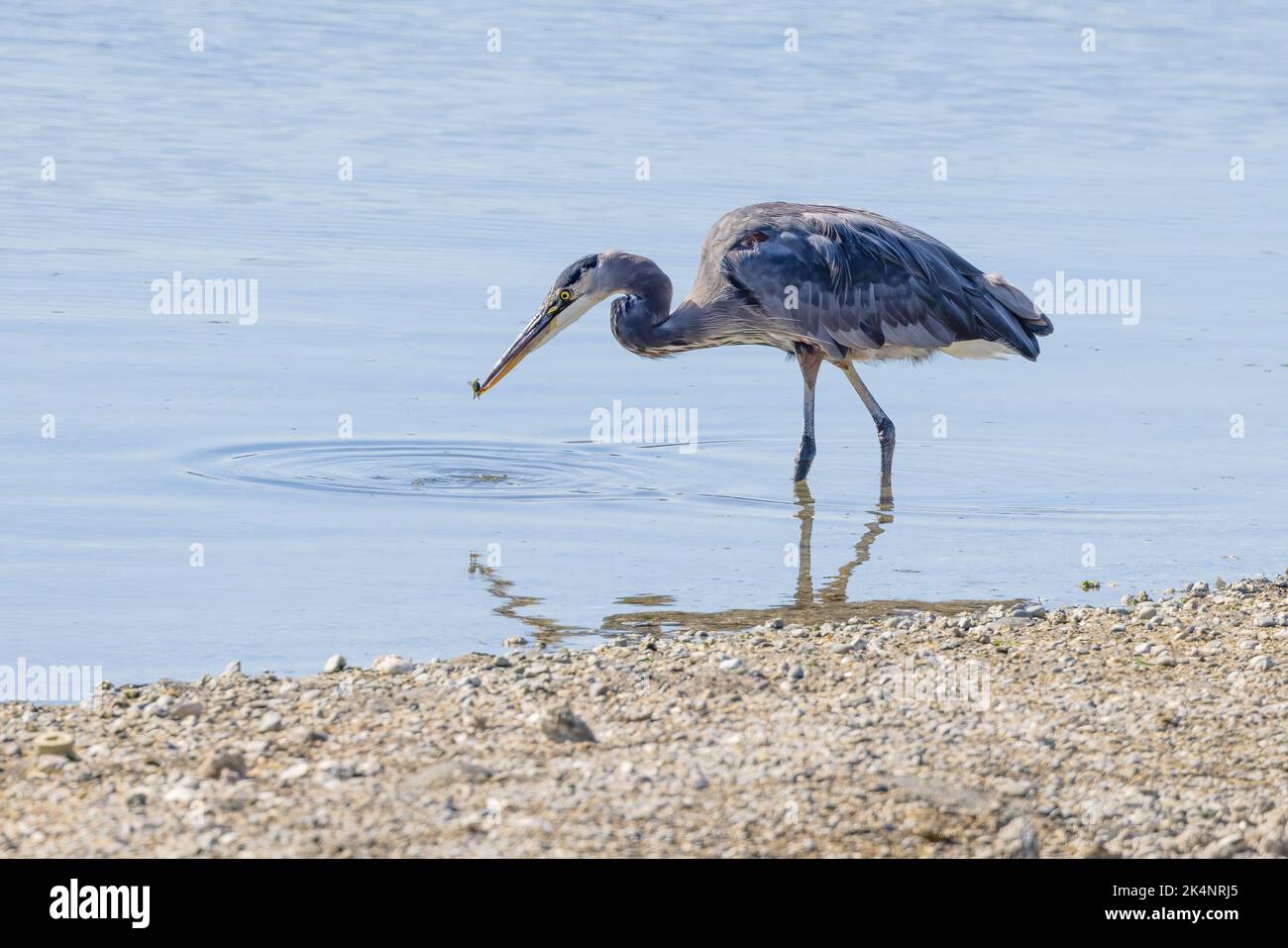A great blue heron with a crab in its beak standing in shallow water at the water's edge at Dye