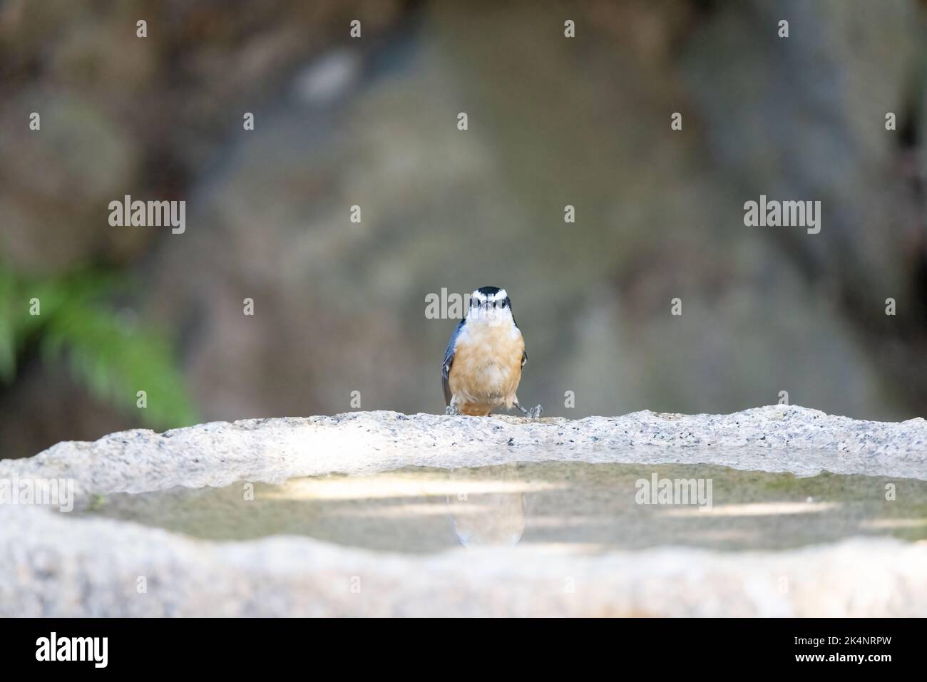 A red-breasted nuthatch perched on a granite birdbath and facing the camera. Stock Photo