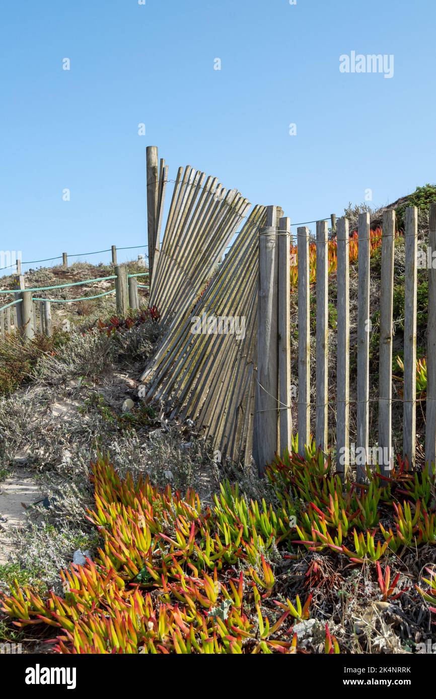 Outdoor, ocean theme, wood fences on sand dunes. Walking on the beach. Wooden fencing on beaches. Outdoor living and views on coastline. Stock Photo