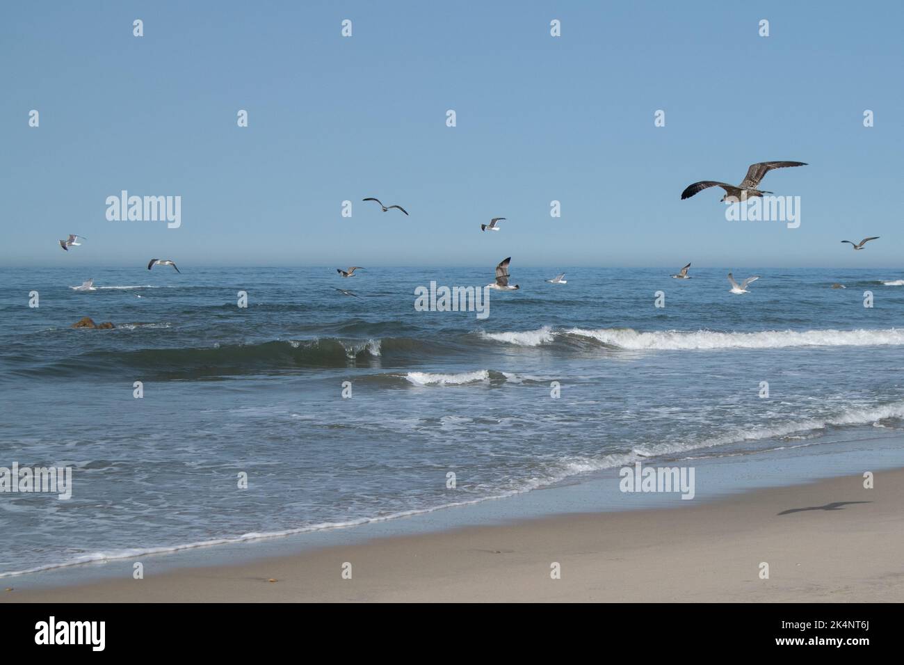 Seagulls flying over the sandbar beach. Marine theme, sea life, ocean views and landscapes. Hollydays on Summer. Stock Photo