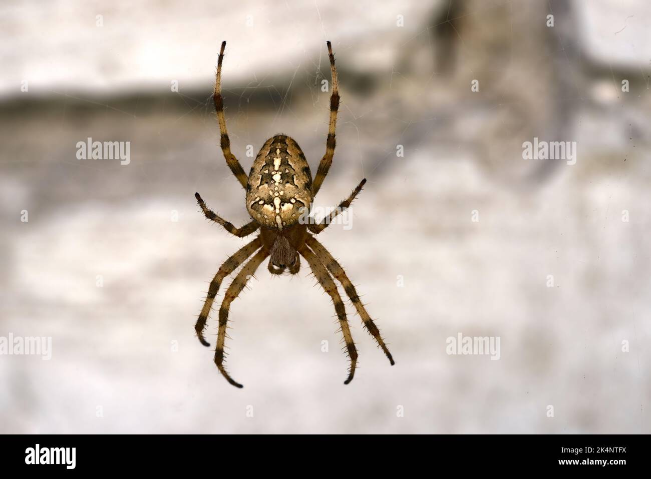 Cross spider that hanging on spider's web thread on light background. Stock Photo
