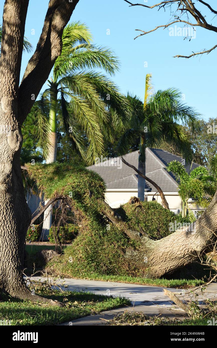 The aftermath of hurricane Ian, category 4, hitting southwest Florida on Sept 28, 2022. Large oak tree was uprooted and toppled during the windstorm. Stock Photo