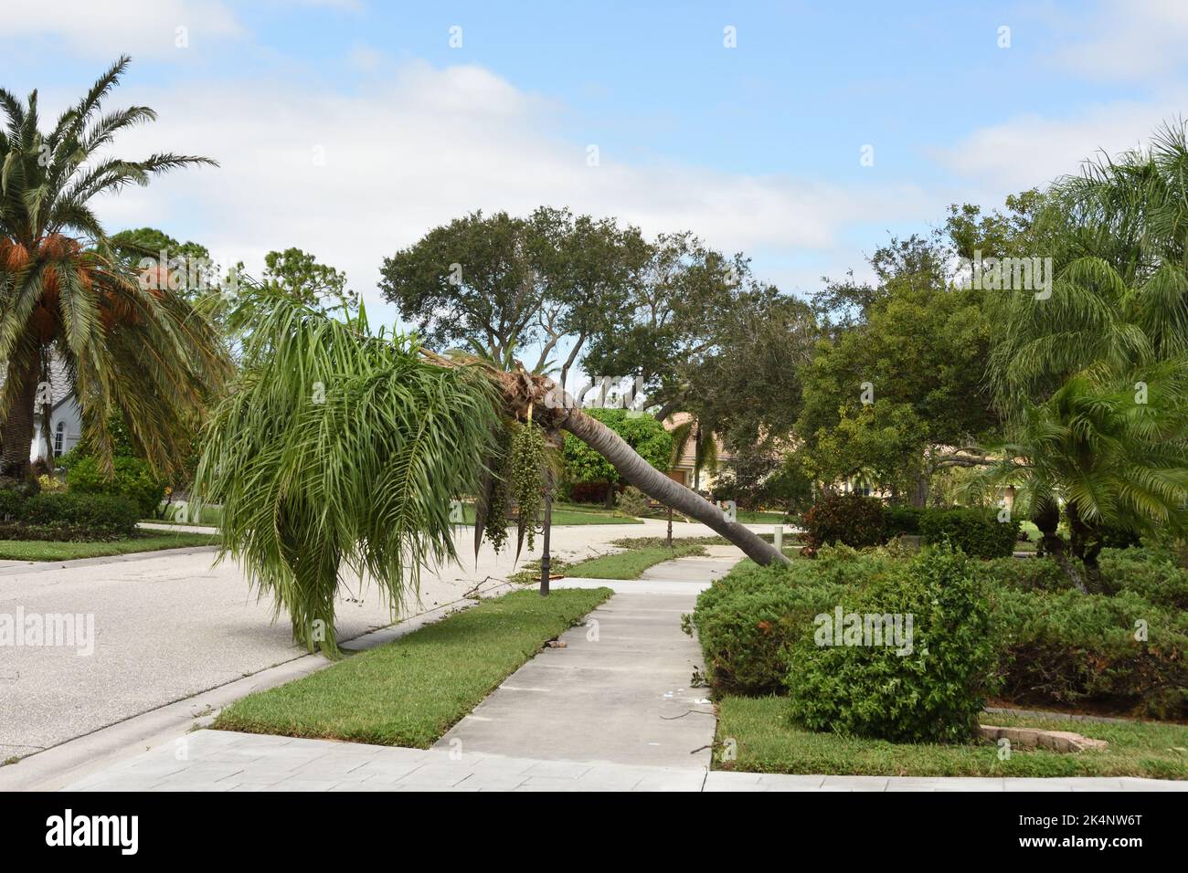 Palm tree was leaning as a result of gusty wind from hurricane Ian that