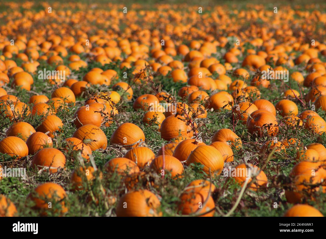 Full frame image of ripe orange pumpkins ready to be harvested Stock Photo