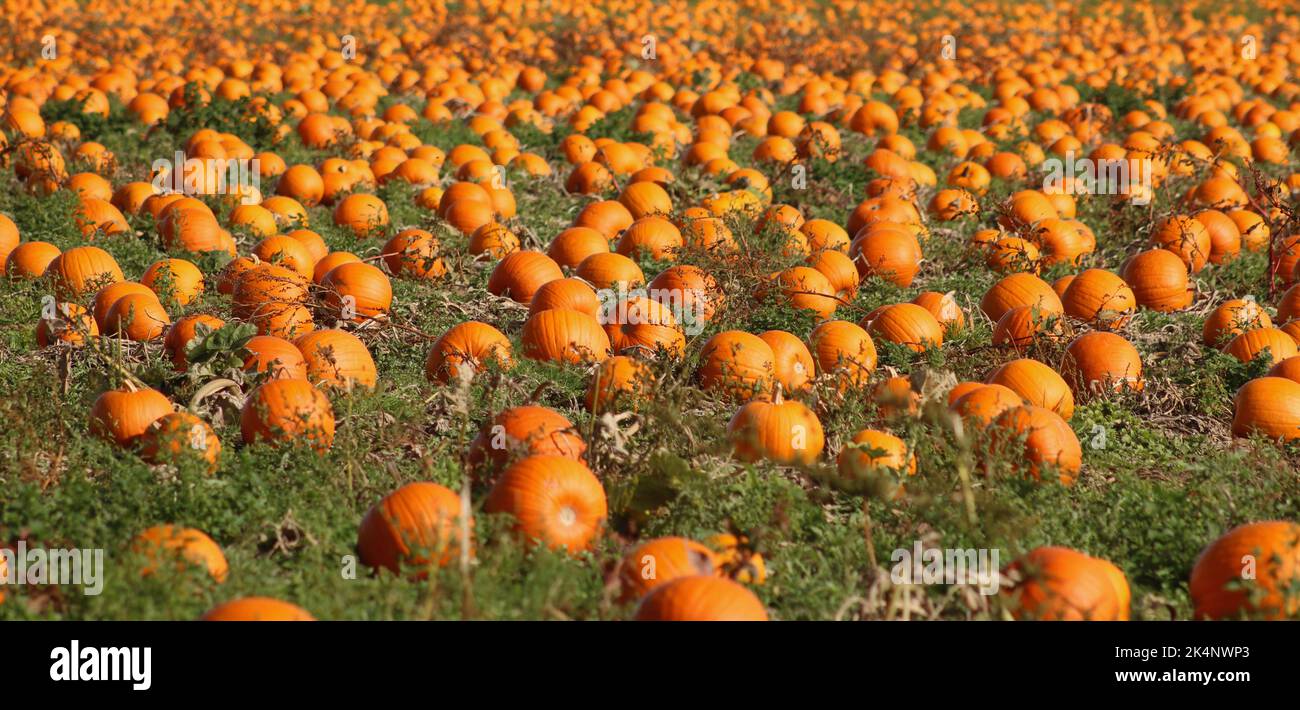 Full frame image of ripe orange pumpkins ready to be harvested Stock Photo