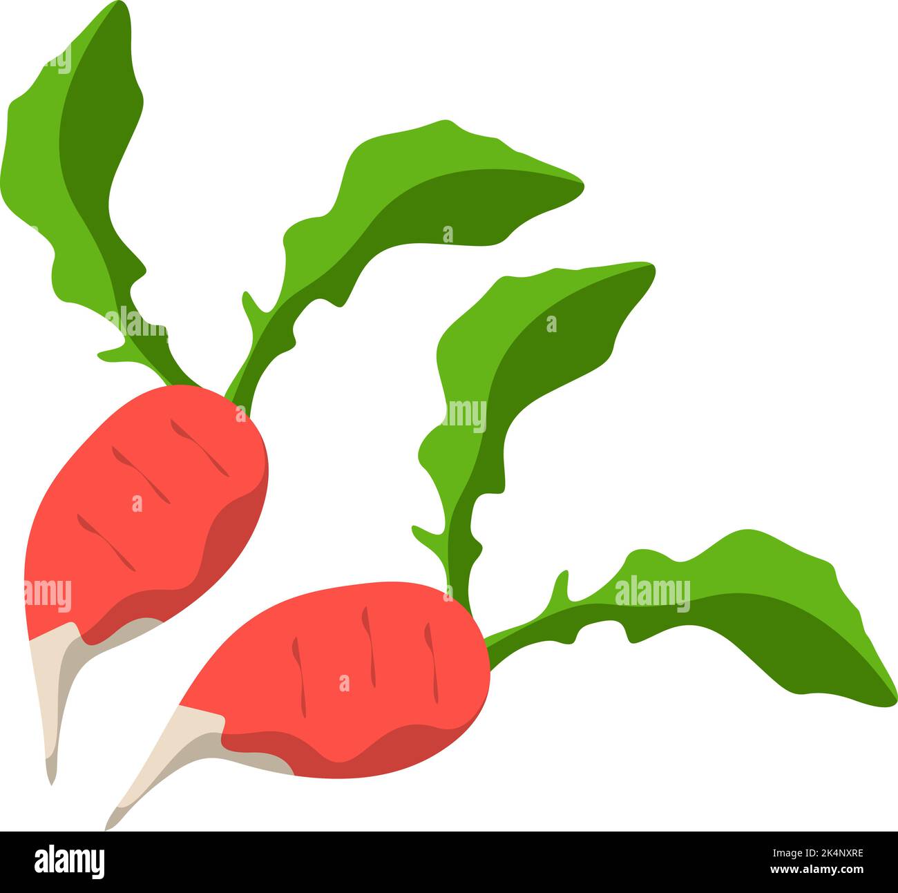 Red radish plant, illustration, vector on a white background Stock