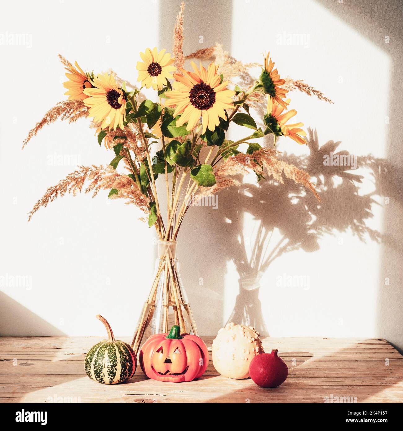 Sunflowers in glass vase with small decorative pumpkins against white wall in sunlight. Thanksgiving concept. Still life. Closeup. Stock Photo