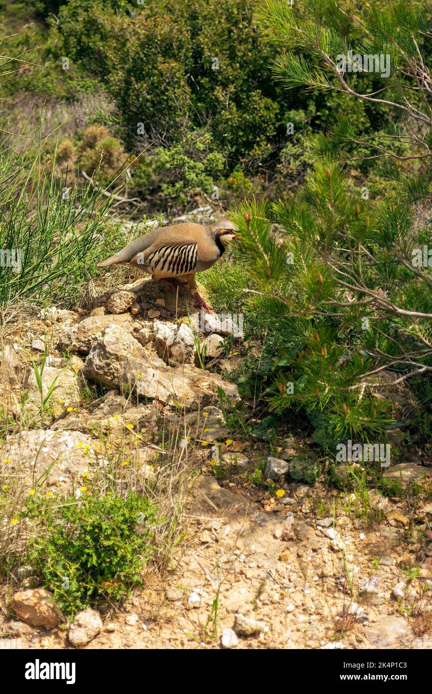 Partridge in nature. Wild red-legged partridge in natural habitat. Game bird walking on the ground, Penteli mountain, Attica Greece Stock Photo
