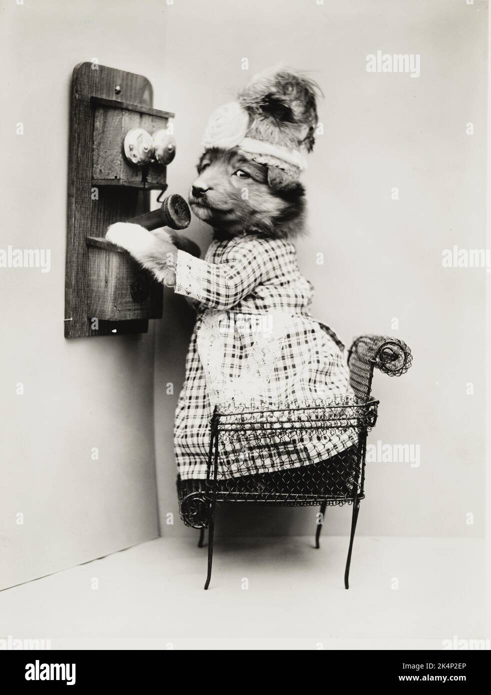 A puppy, dressed in clothes, uses a telephone, in a photograph named, 'Making a date' by Harry Whittier Frees Stock Photo