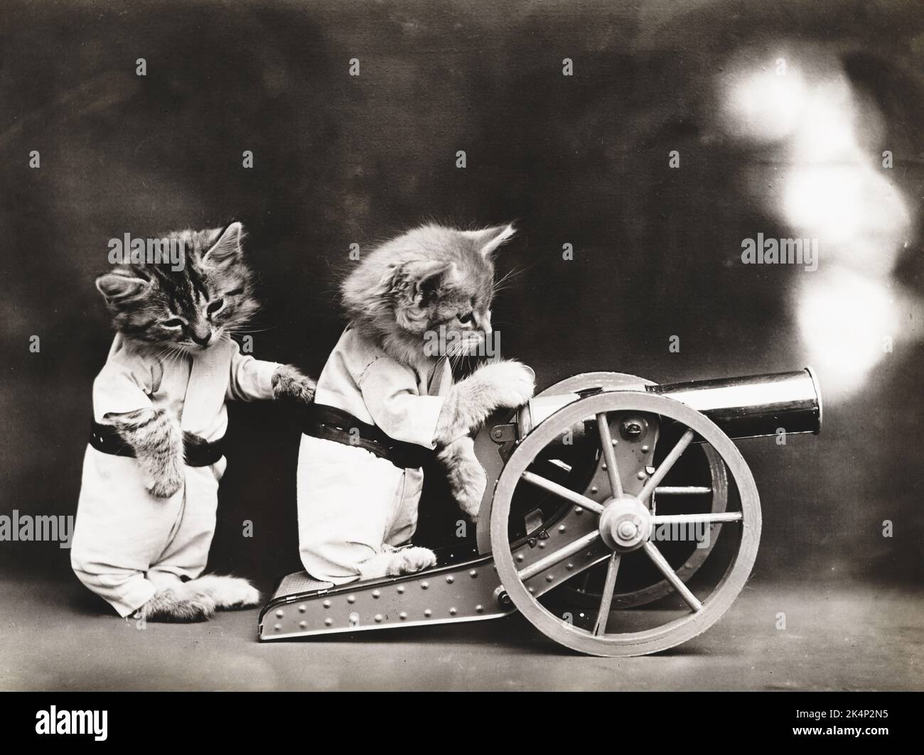 Two kittens wearing clothes firing a cannon in a photograph named, 'Fire!' by Harry Whittier Frees Stock Photo
