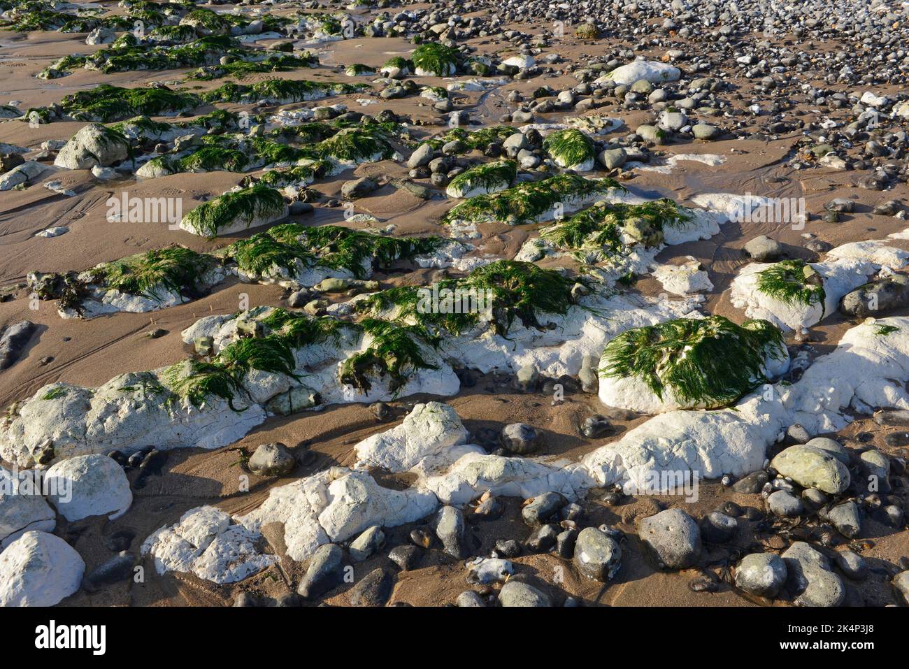 Eroded chalk rock formations with seaweed on the beach at Birling Gap