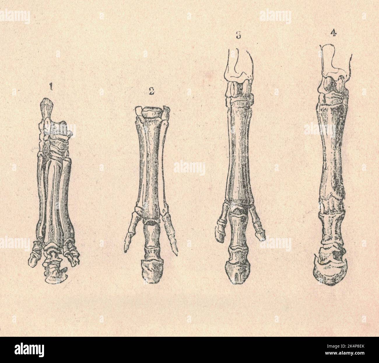 Antique engraved illustration: 1-3 - forelimb of the extinct species animals, 4 - forelimb of the horse . Vintage illustration of the animals forelimb. Old engraved picture of the animal. Vintage illustration or engraving. Stock Photo