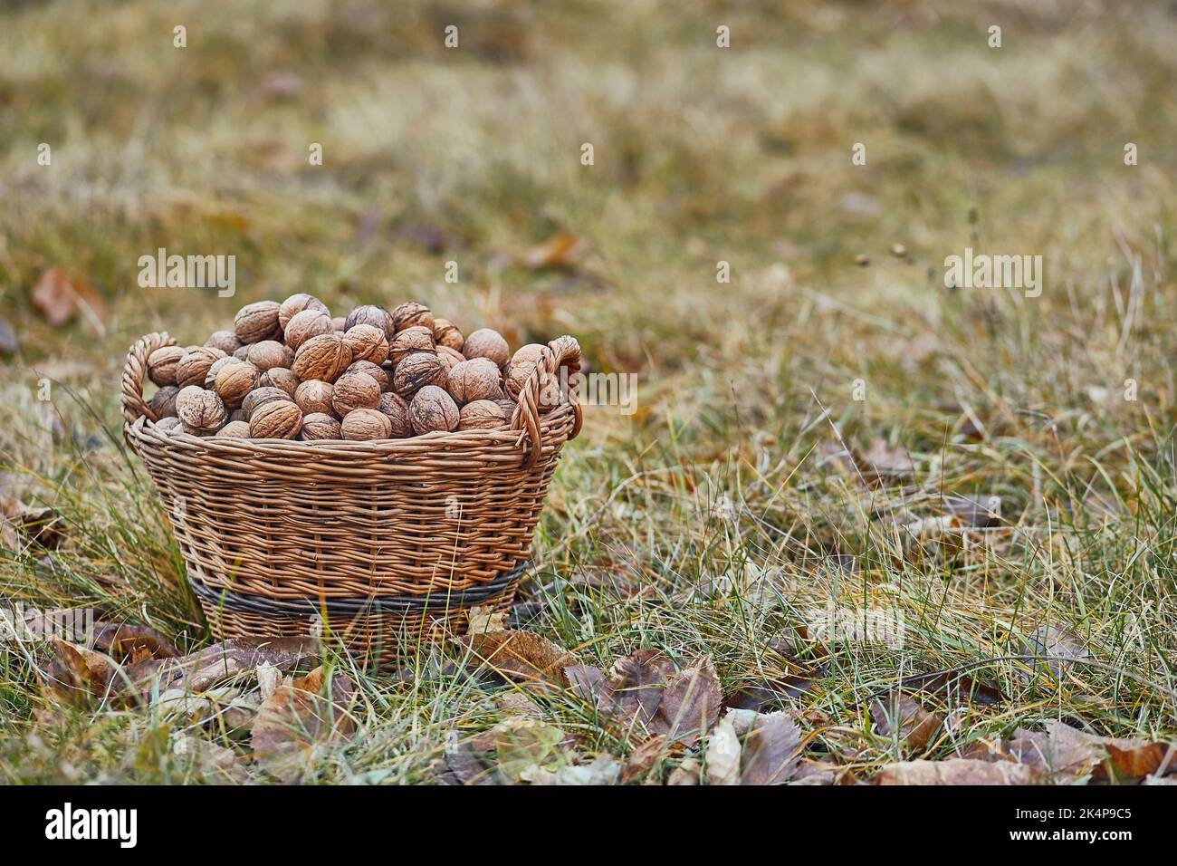 Walnuts in a basket Stock Photo