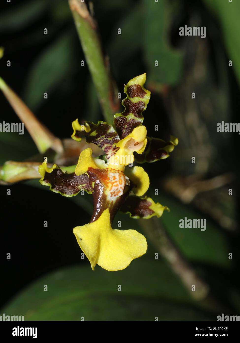 Close-up on the flower of the neotropical orchid Oncidium bracteatum Stock Photo