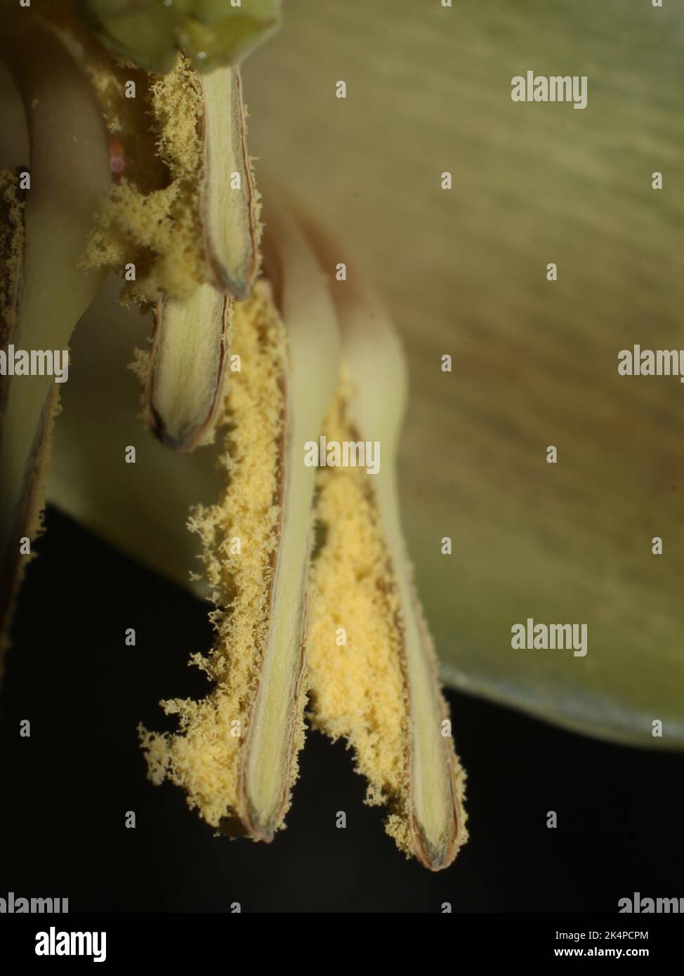 Close-up on the stamens of the neotropical bromeliad Werauhia gladioliflora Stock Photo