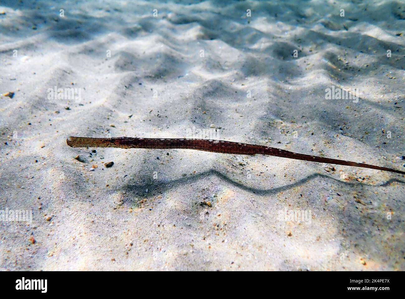 Underwater image in to the Mediterranean sea of Broadnosed pipefish - (Syngnathus typhle) Stock Photo