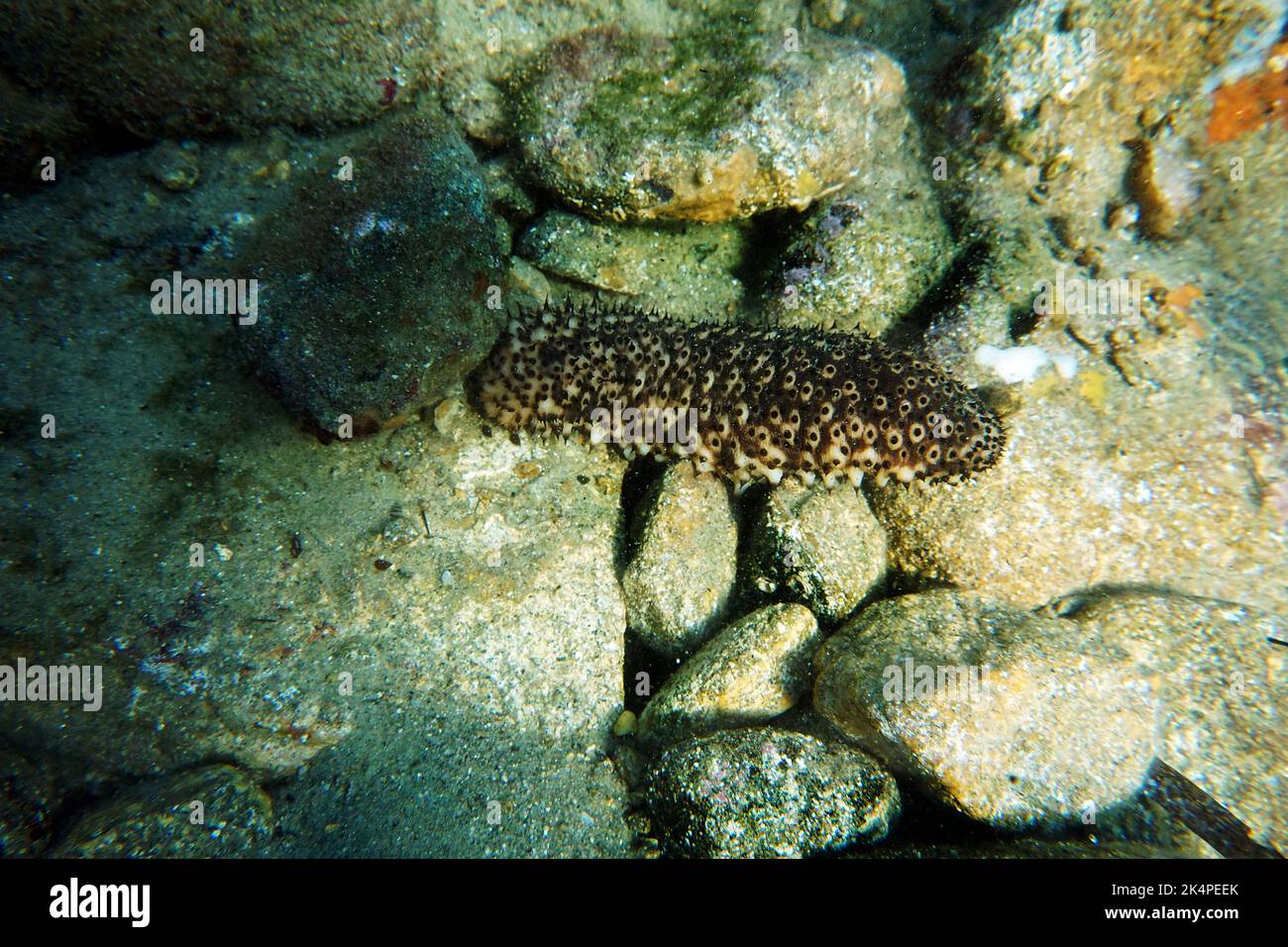 Underwater photography of Sea Cucumber - (Holothuria sanctori) Stock Photo