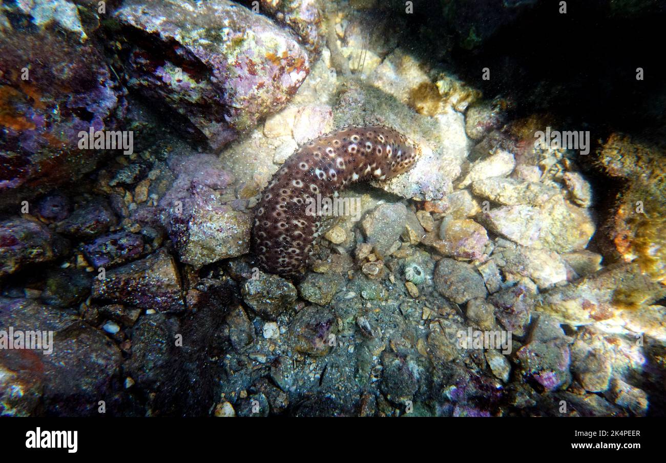 Underwater photography of Sea Cucumber - (Holothuria sanctori) Stock Photo