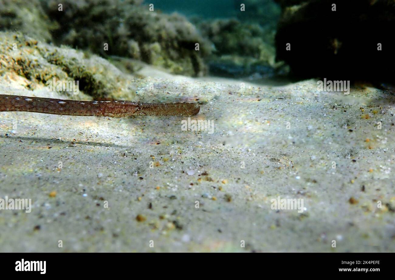 Underwater image in to the Mediterranean sea of Broadnosed pipefish - (Syngnathus typhle) Stock Photo