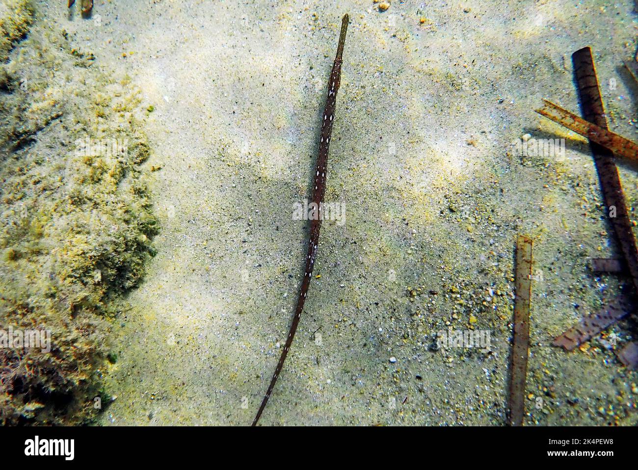 Underwater image in to the Mediterranean sea of Broadnosed pipefish - (Syngnathus typhle) Stock Photo