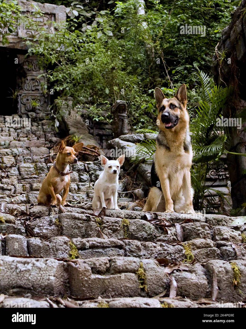 PAPI, CHLOE, DELGADO, BEVERLY HILLS CHIHUAHUA, 2008 Stock Photo - Alamy