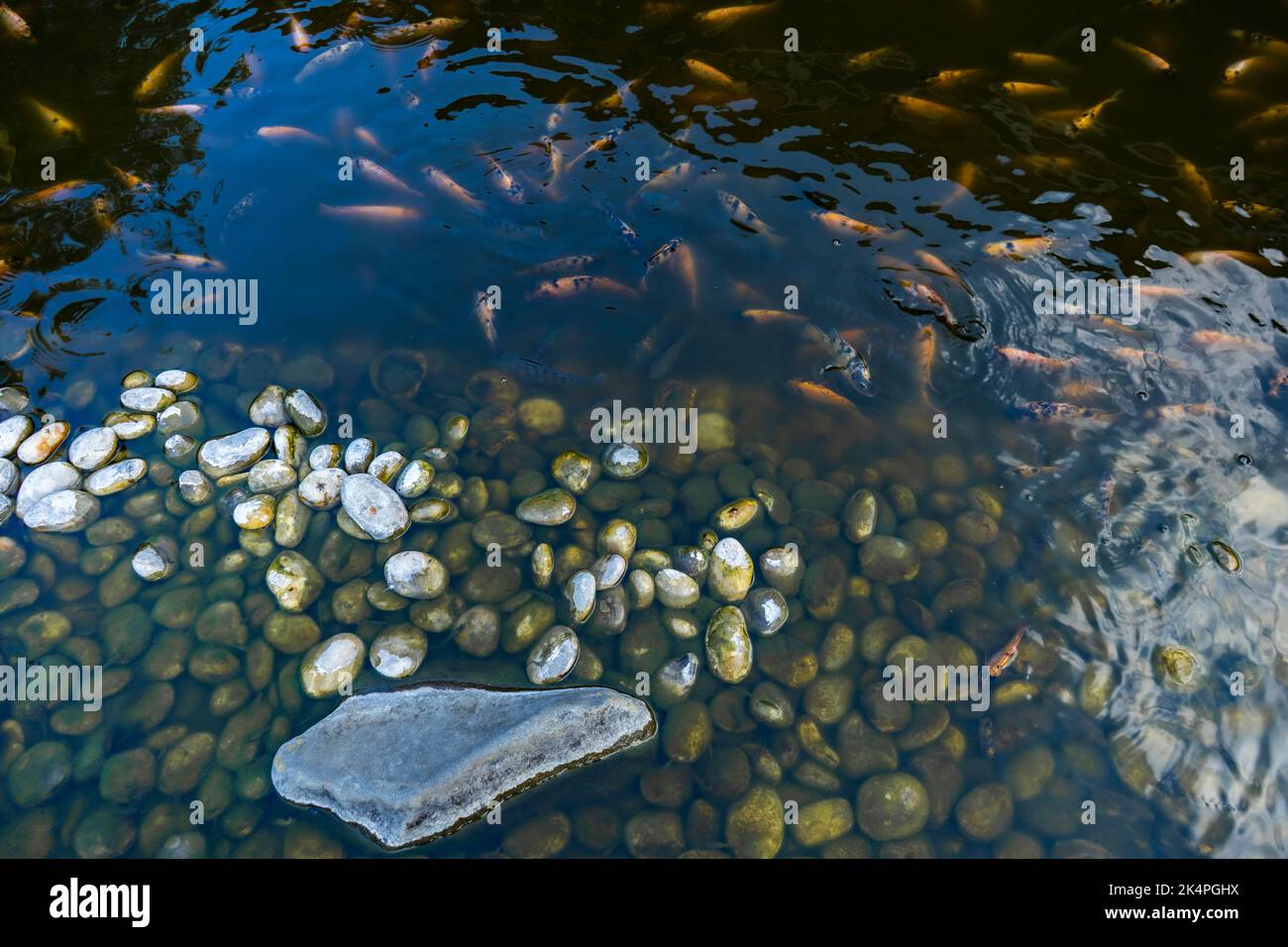 Indonesian catfish are scrambling to eat in a farming pond. Beautiful