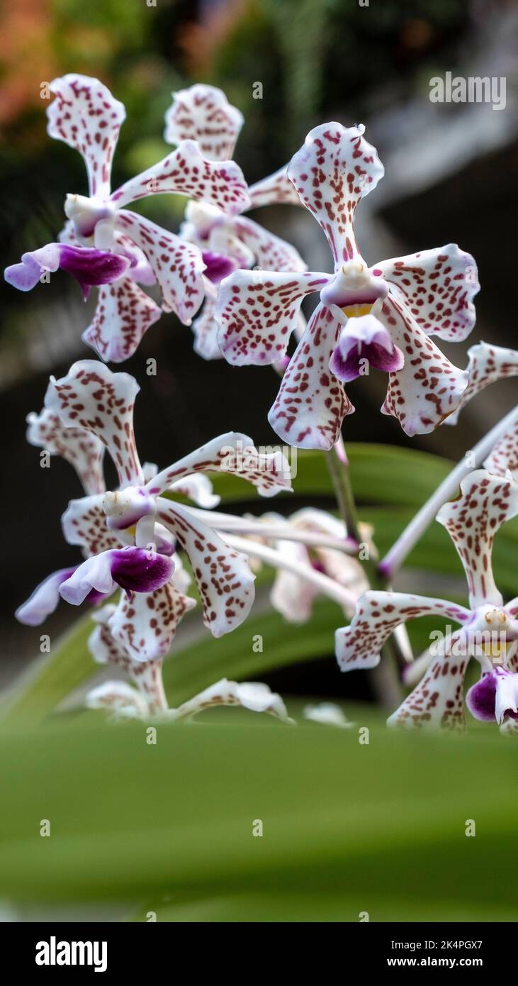 Vanda tricolor orchid is an orchid species native in Indonesia, Southeast Asia Stock Photo
