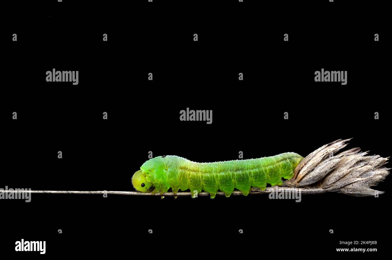 A macro of a green catarpillar on a  dry reed, black background, minimalism, copy space, horizontal Stock Photo