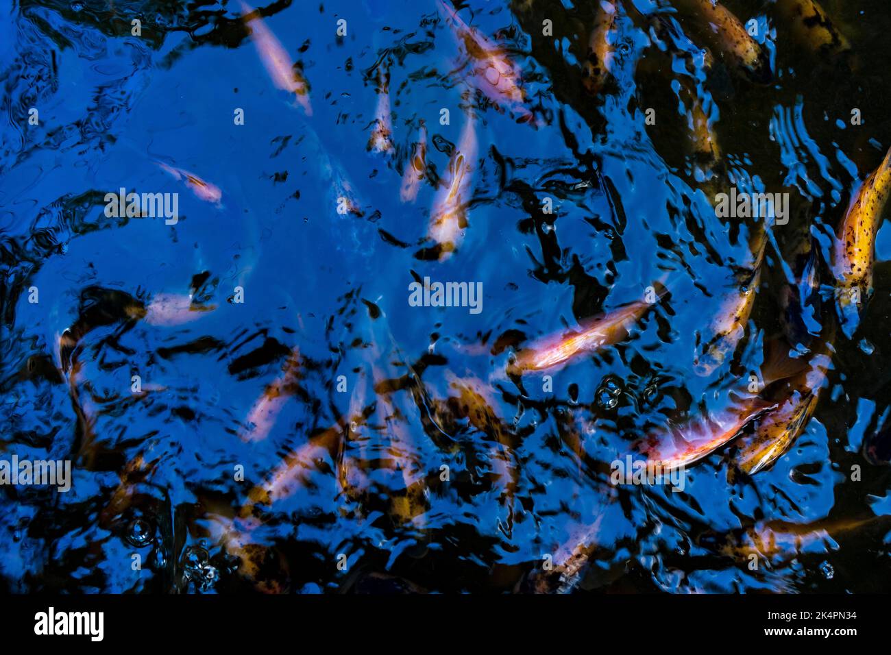 Indonesian catfish are scrambling to eat in a farming pond. Beautiful