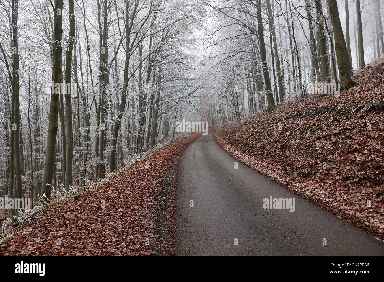 Winter forest road, frost on trees Stock Photo