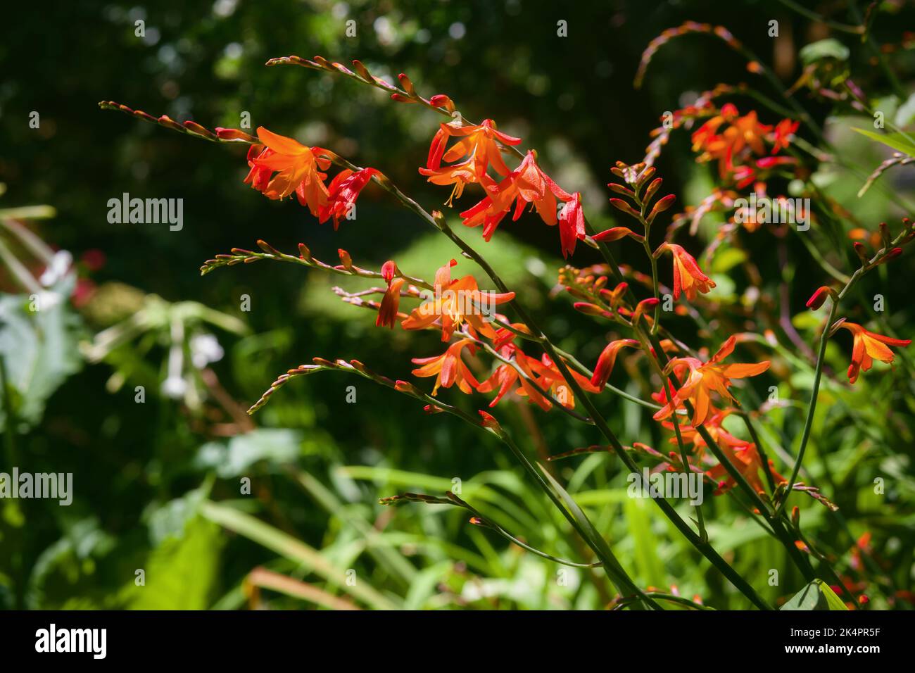 Orange crocosmia plants blooming in The Botanical Gardens, Golden Gate Park, San Francisco, California, USA Stock Photo
