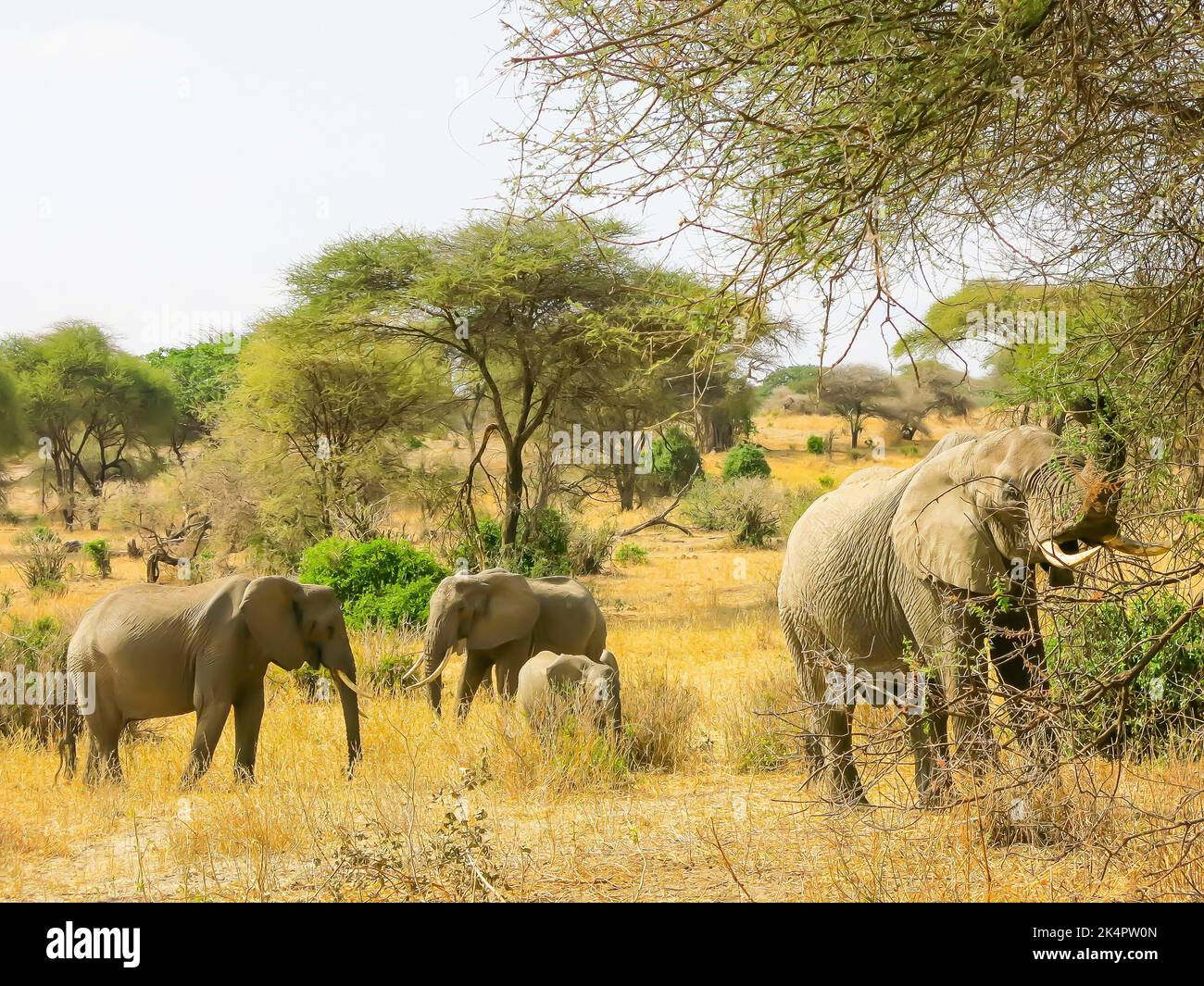 Elephant family group hi-res stock photography and images - Alamy
