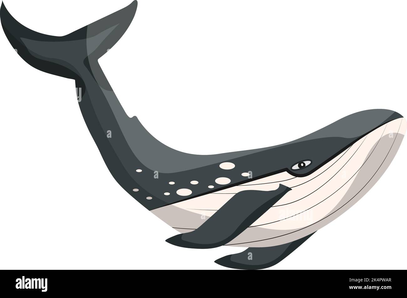Killer whale, illustration, vector on a white background. Stock Vector