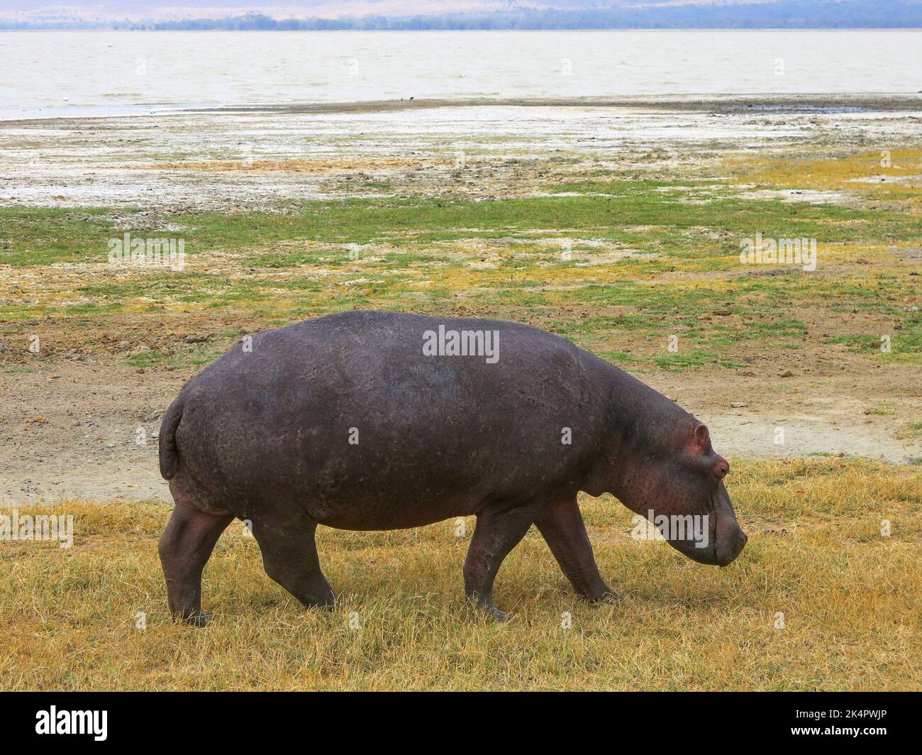 Hippopotamus in Search of Food Stock Photo