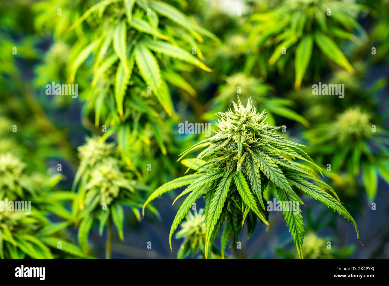 Closeup garden of cannabis plants with gratifying full grown buds ready