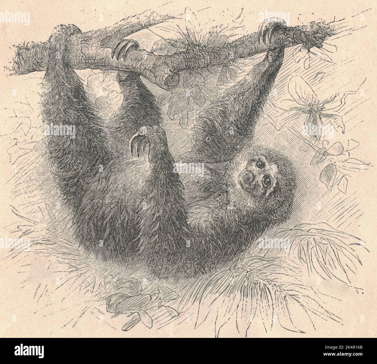 Antique engraved illustration of the three-toed sloth. Vintage illustration of the three-toed sloth. Old engraved picture of the animal. The three-toed or three-fingered sloths are arboreal neotropical mammals . They are the only members of the genus Bradypus and the family Bradypodidae. The four living species of three-toed sloths are the brown-throated sloth, the maned sloth, the pale-throated sloth, and the pygmy three-toed sloth. In complete contrast to past morphological studies, which tended to place Bradypus as the sister group to all other folivorans, molecular studies place them neste Stock Photo