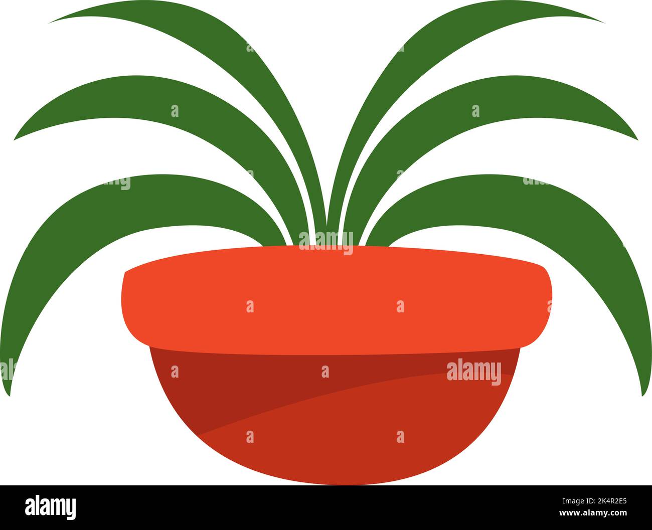Spider plant in pot, illustration, vector on a white background Stock