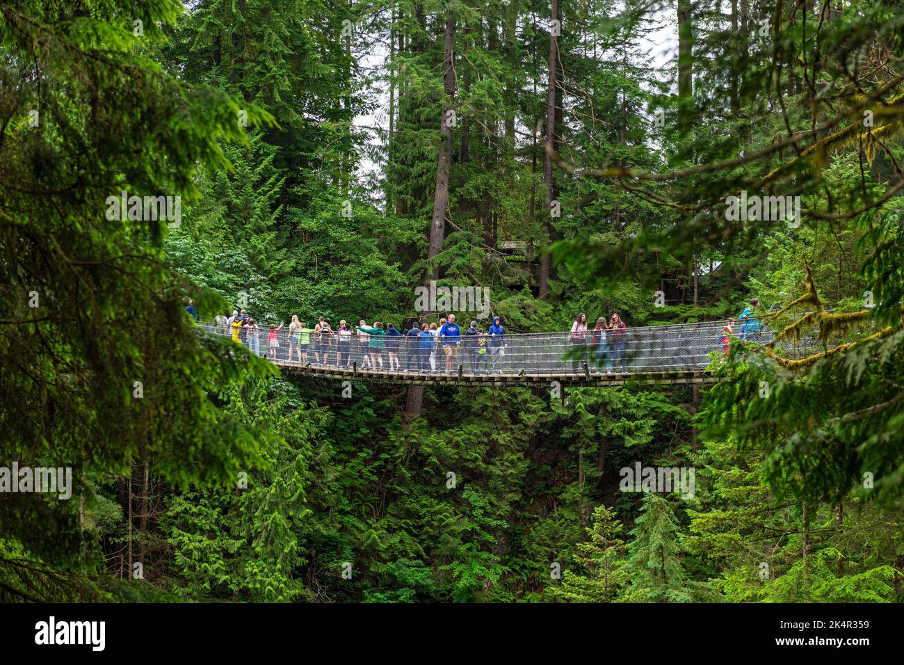 Tourists hiking the Capilano Suspension Bridge midst of pine tree rainforest, Vancouver, British Columbia, Canada. Stock Photo