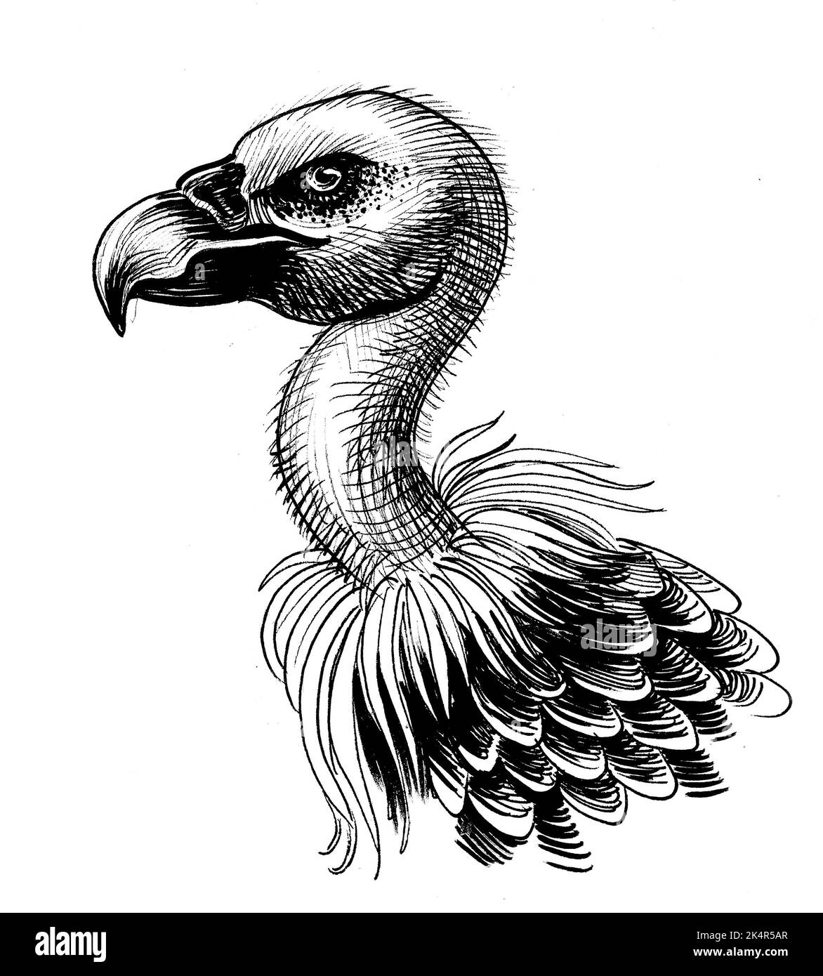 Vulture Bird Ink Black And White Drawing Stock Photo Alamy vulture-bird-ink-black-and-white-drawing-stock-photo-alamy