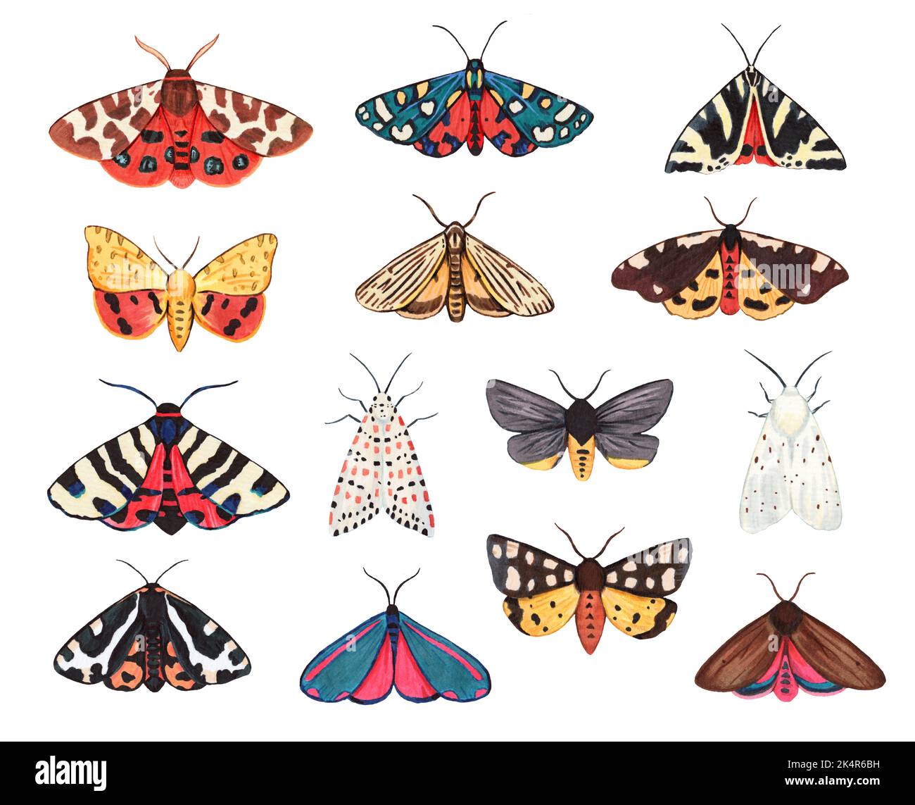 Collection of garden tiger moths, Arctiidae family. Watercolor illustration of beautiful night mots, detailed and isolated on white background Stock Photo