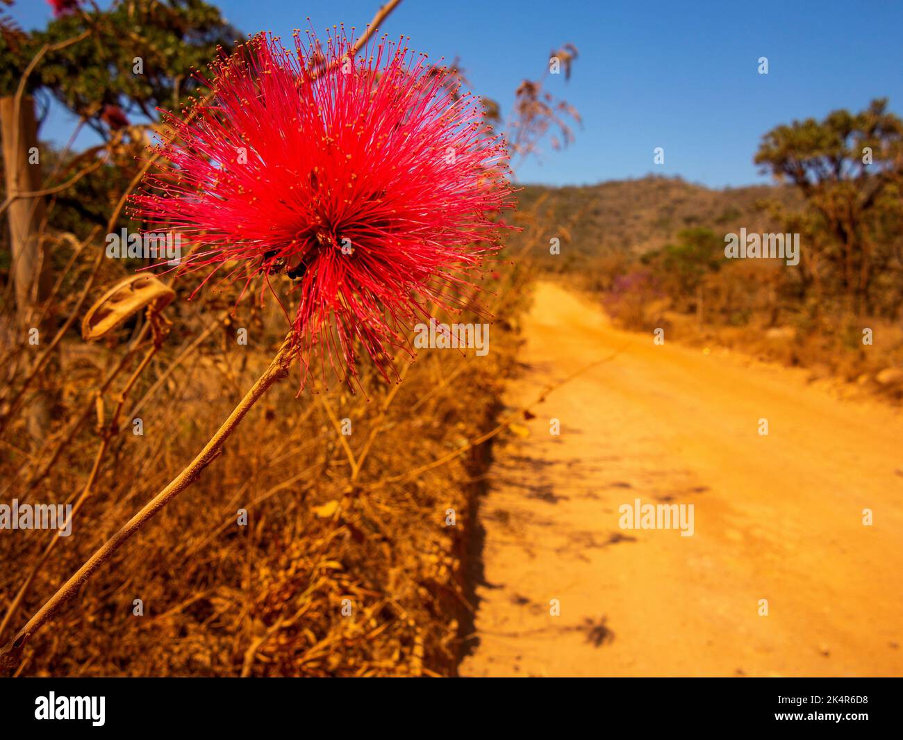 Caliandra (Calliandra dysantha Benth) is a red flower commom in the Brazilian Cerrado, Minas Gerais, Brazil Stock Photo