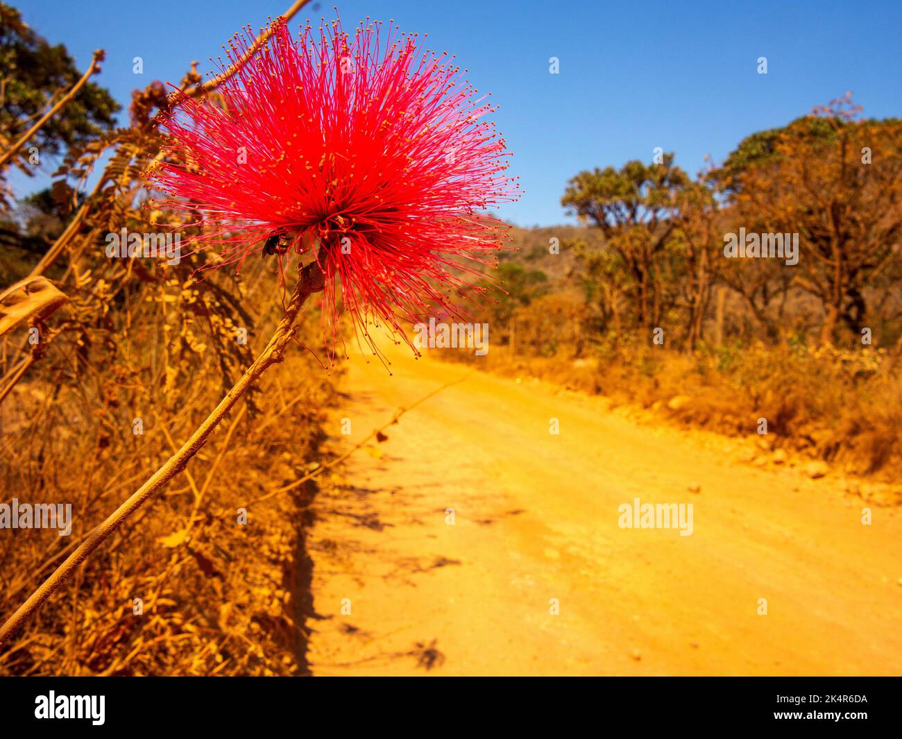 Caliandra (Calliandra dysantha Benth) is a red flower commom in the Brazilian Cerrado, Minas Gerais, Brazil Stock Photo