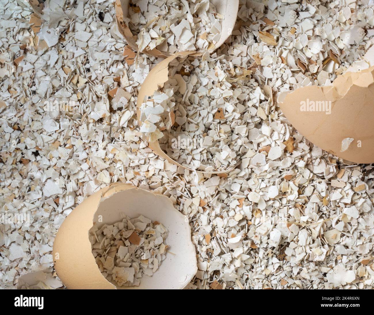 crushed egg shells, ready to add birds and chicken feed or for soil additive for houseplants, full frame background taken from above Stock Photo