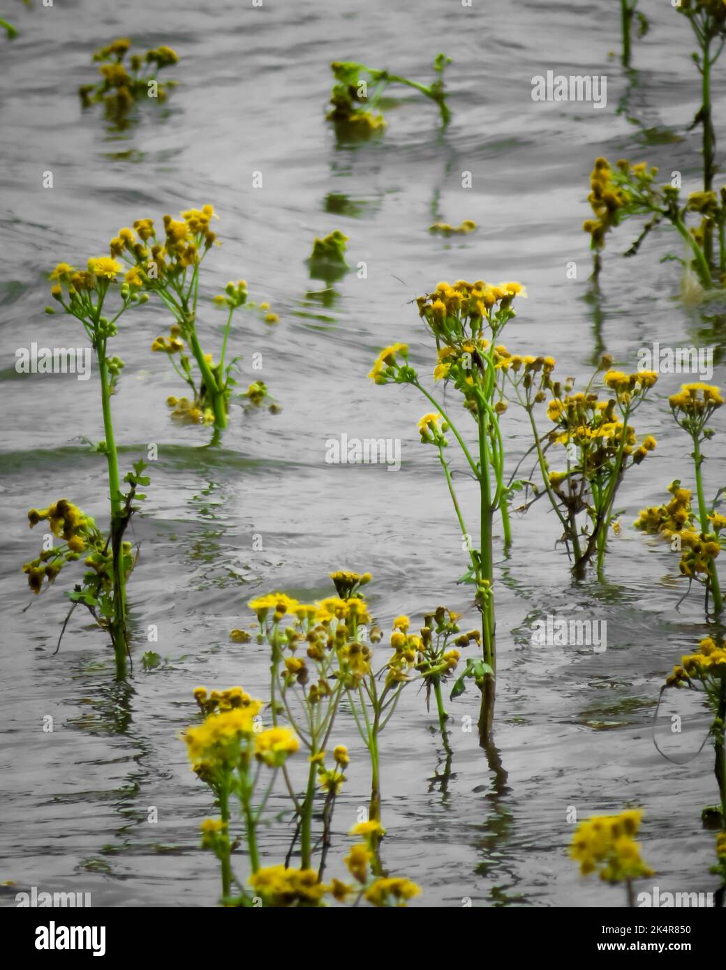 A vertical shot of Marsh Fleawort flowers in lake water, Kentucky, United States. Stock Photo