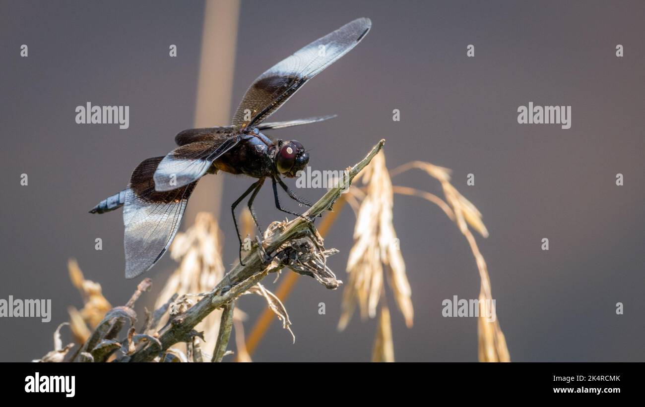A closeup shot of a dragonfly with black striped wings on a dried ...