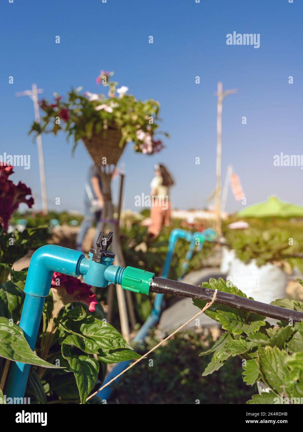 Valves drip irrigation system in organic strawberry farm. Watering plants system in garden