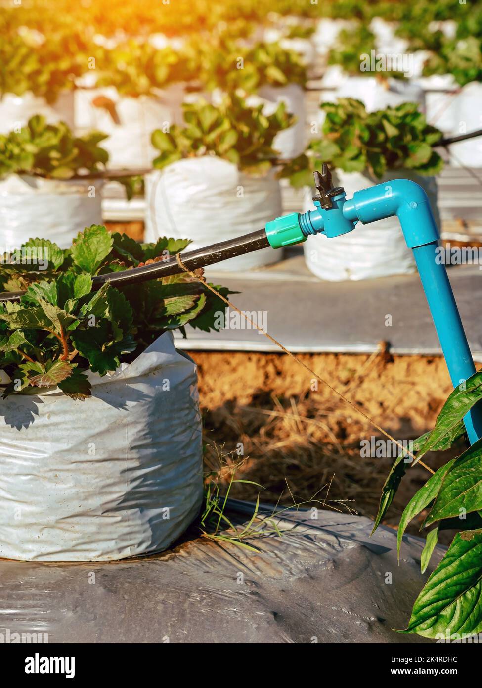 Valves drip irrigation system in organic strawberry farm. Watering