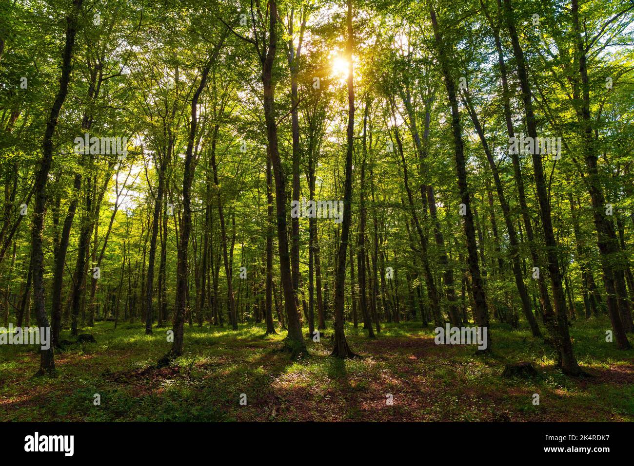 Sun beams through thick trees hi-res stock photography and images - Alamy
